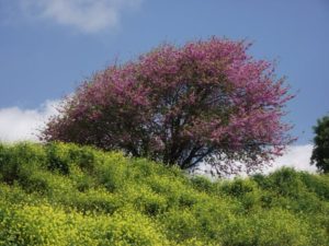 Judas tree in the Galilee