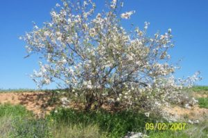 White almond blossoms