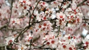 Closeup of almond blossoms
